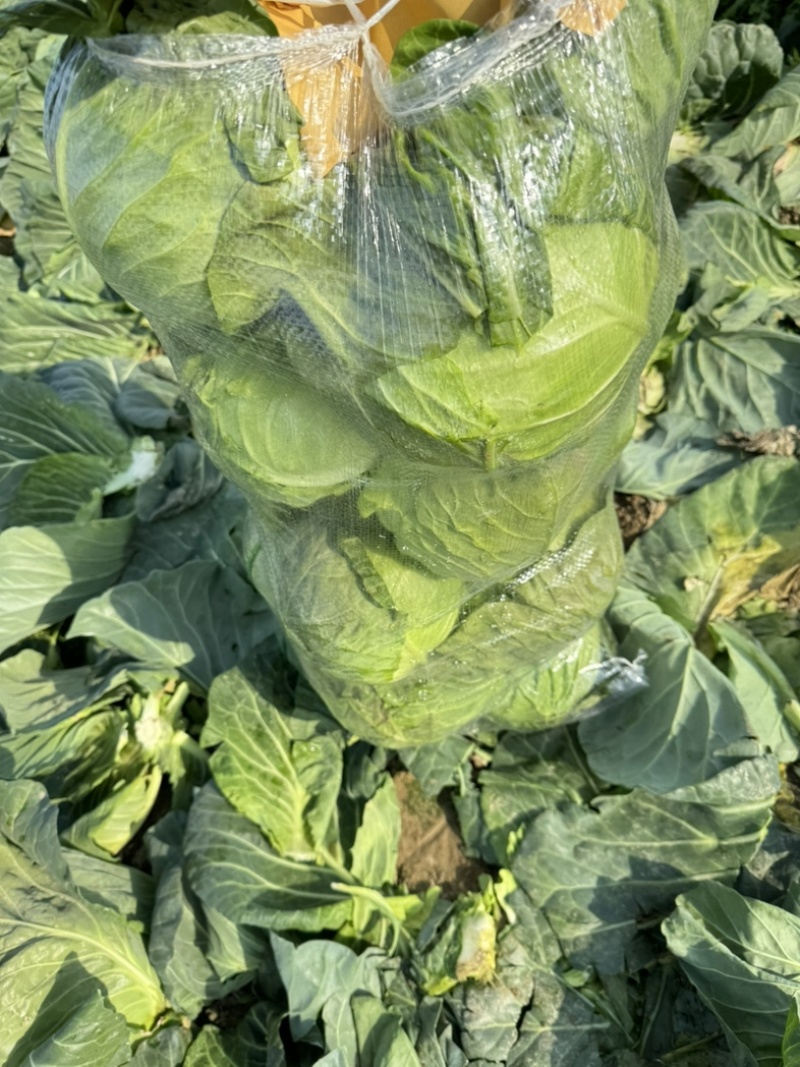 （推荐）湖北天门甘蓝，锄禾5号支持各种包装电商超量大优先