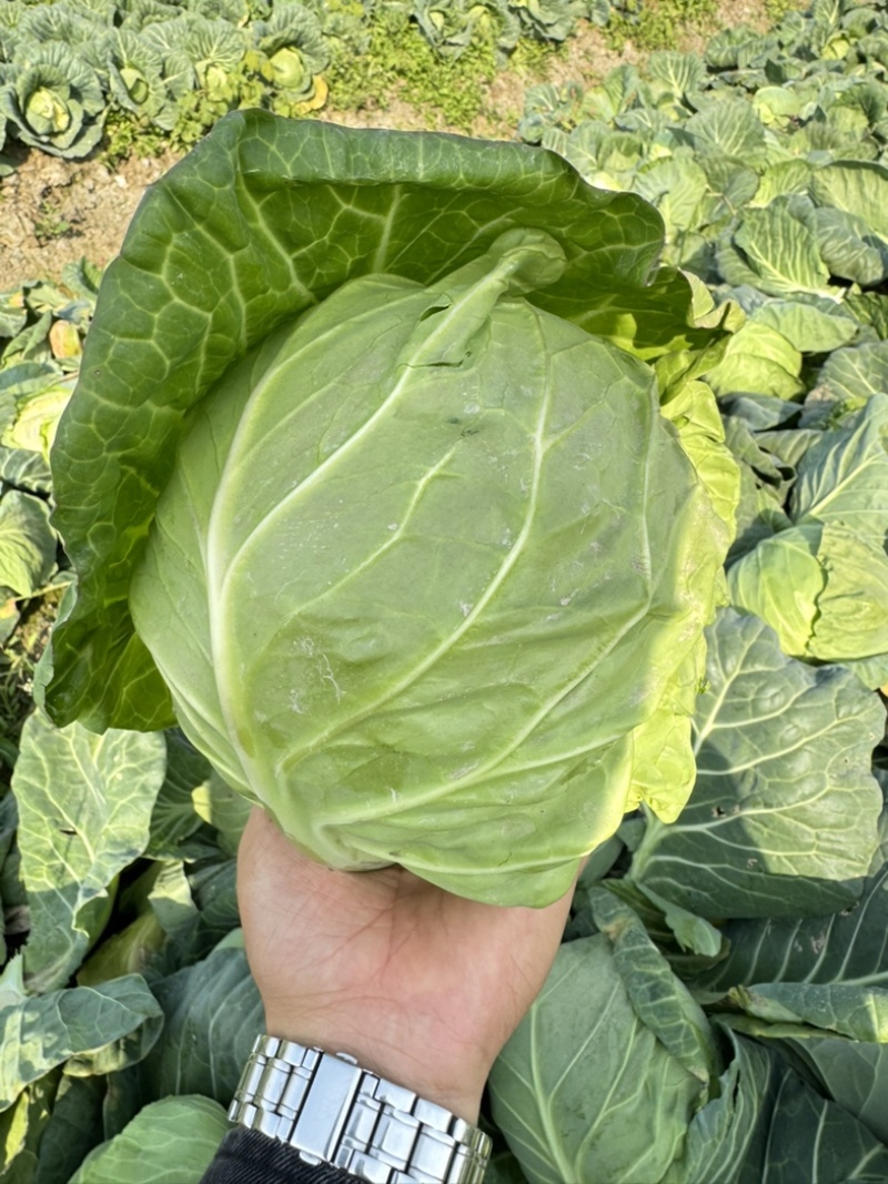 （推荐）湖北天门甘蓝，锄禾5号支持各种包装电商超量大优先