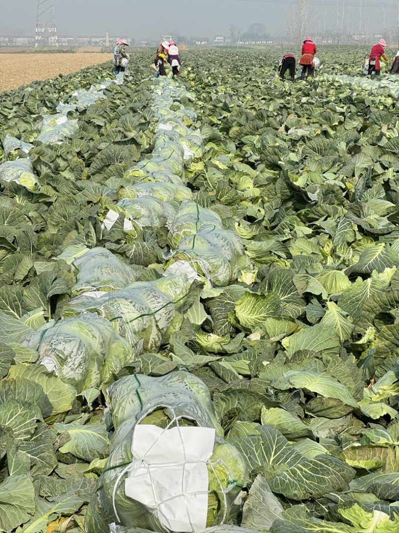 （推荐）湖北天门甘蓝，锄禾5号支持各种包装电商超量大优先