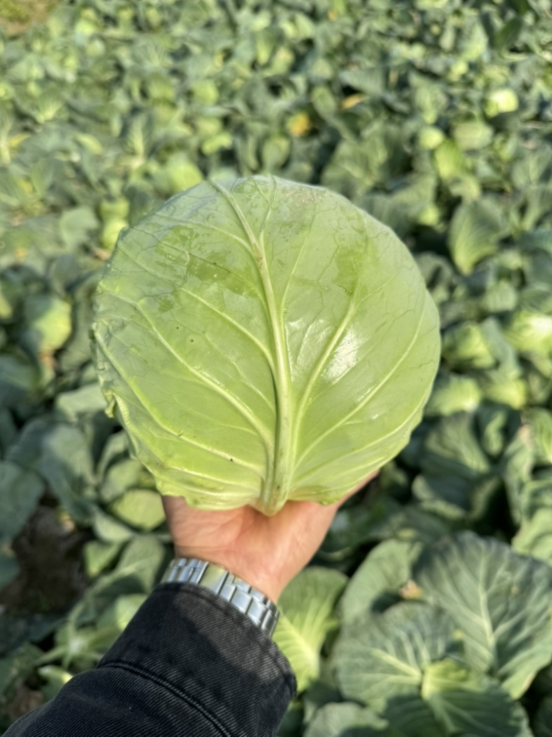 （推荐）湖北天门甘蓝，锄禾5号支持各种包装电商超量大优先