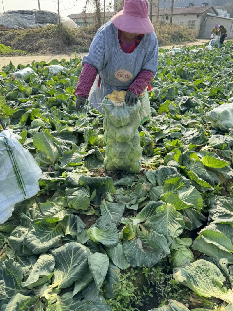 （推荐）湖北天门甘蓝，锄禾5号支持各种包装电商超量大优先