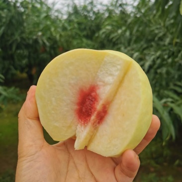 黄桃秋桃