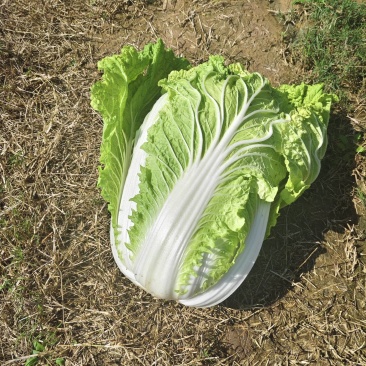 白菜
