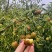 冬枣沾化冬枣现摘现发支持一件代发电商商超欢迎咨询