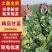 （推荐）湖北天门甘蓝，锄禾5号支持各种包装电商超量大优先
