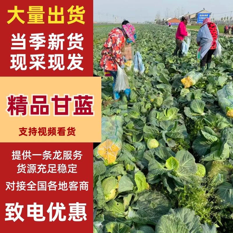 （推荐）湖北天门甘蓝，锄禾5号支持各种包装电商超量大优先