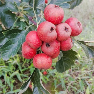 大金星山楂