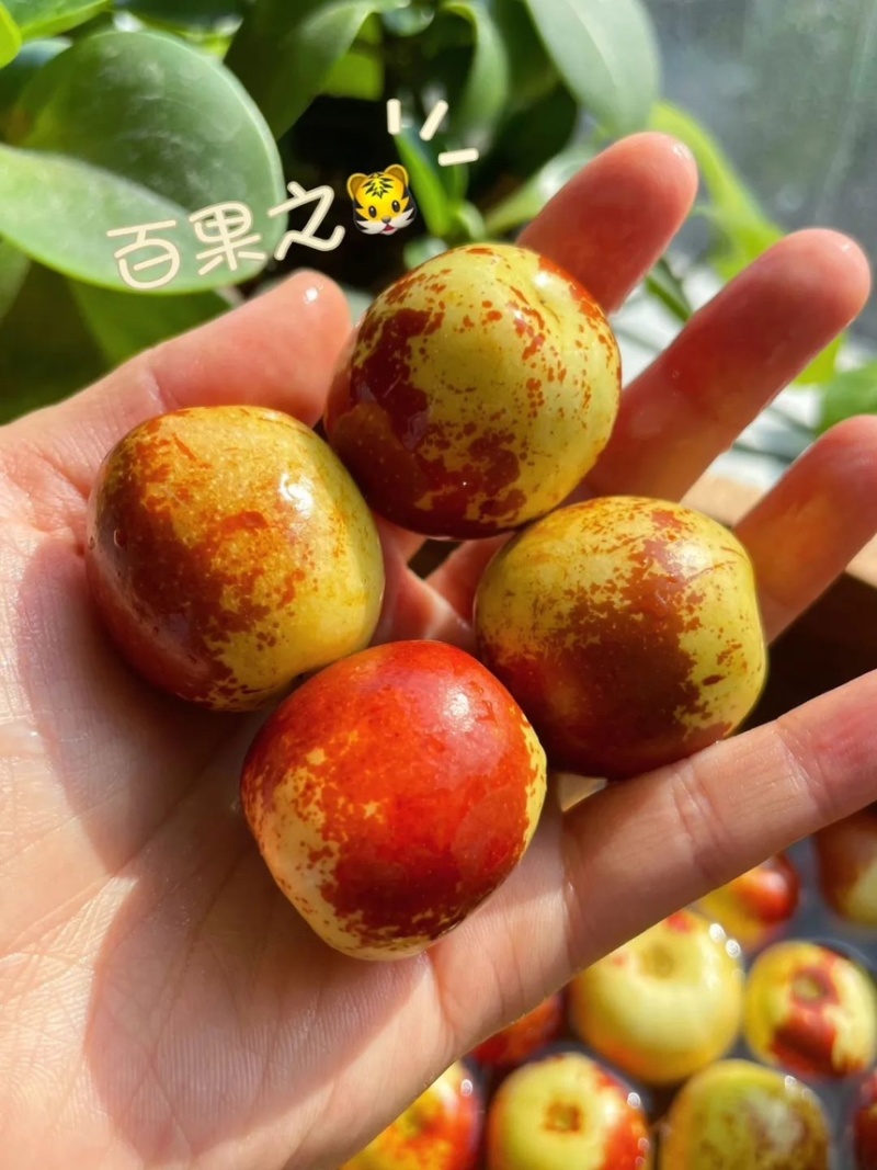 冬枣沾化冬枣支持一件代发电商商超欢迎咨询