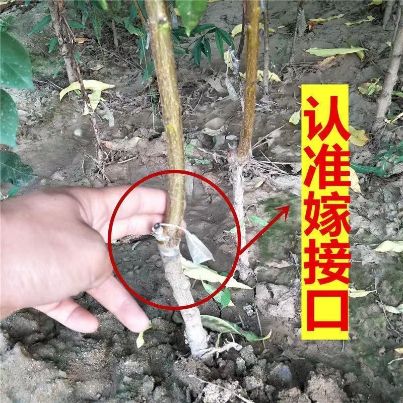 黄金冠桃树苗嫁接好，现挖现发，成活率高