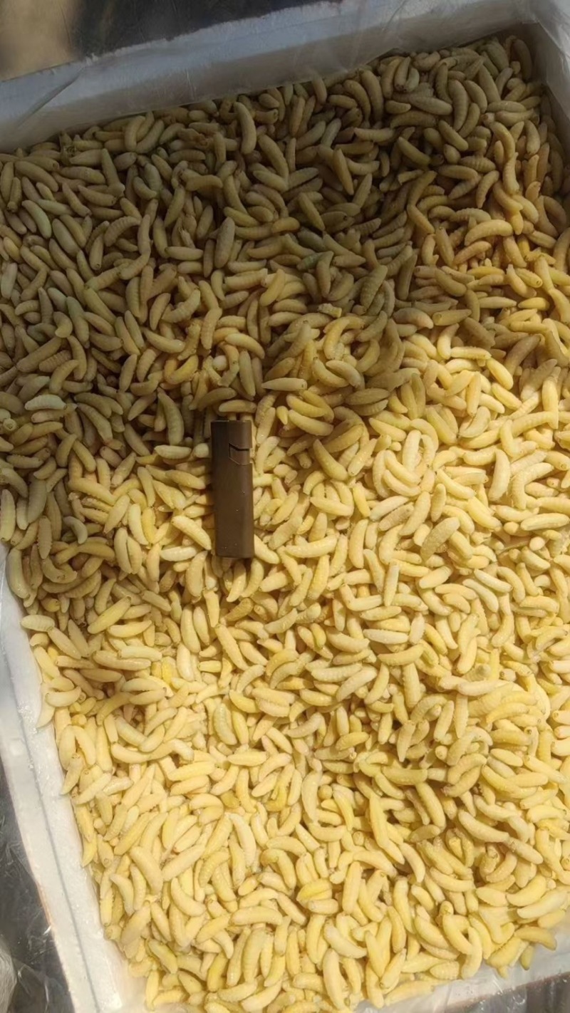蜂蛹新鲜冻一级二级蜂蛹长期批发供应基地A货