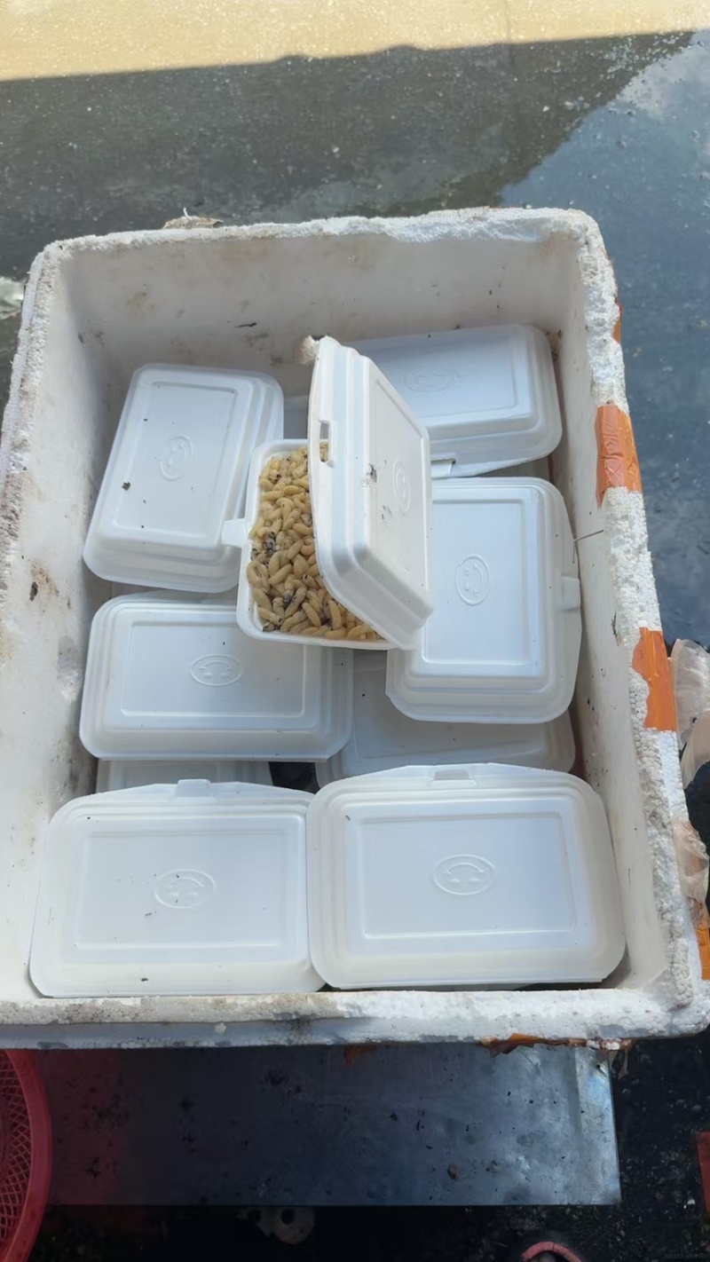蜂蛹新鲜冻一级二级蜂蛹长期批发供应基地A货
