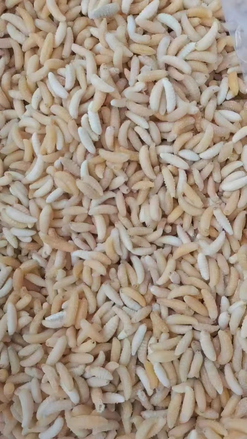 蜂蛹新鲜冻一级二级蜂蛹长期批发供应基地A货