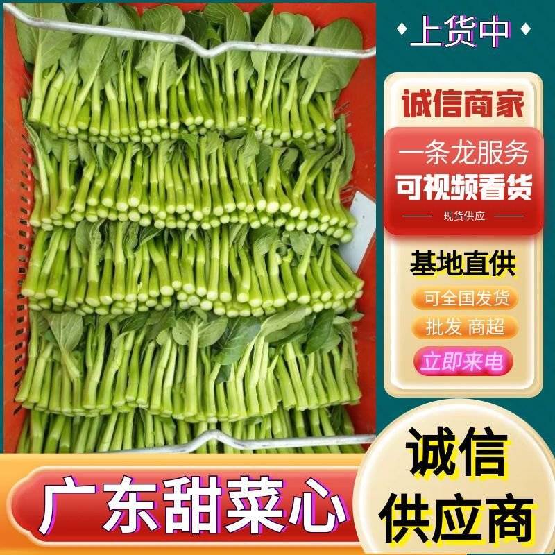 广东菜心/甜菜心【常年批发全国发货】量大从优/欢迎来电