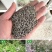 荆条种子树多年生蜜源植物杜荆柴黄抗旱耐寒公路护坡固土灌木