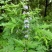荆条种子树多年生蜜源植物杜荆柴黄抗旱耐寒公路护坡固土灌木