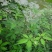 荆条种子树多年生蜜源植物杜荆柴黄抗旱耐寒公路护坡固土灌木