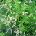 荆条种子树多年生蜜源植物杜荆柴黄抗旱耐寒公路护坡固土灌木