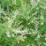 荆条种子树多年生蜜源植物杜荆柴黄抗旱耐寒公路护坡固土灌木