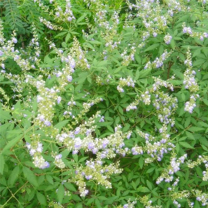 荆条种子树多年生蜜源植物杜荆柴黄抗旱耐寒公路护坡固土灌木