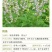 荆条种子树多年生蜜源植物杜荆柴黄抗旱耐寒公路护坡固土灌木