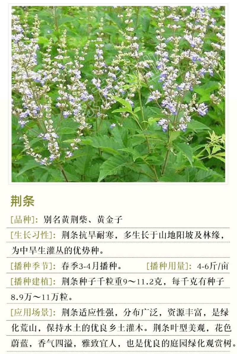 荆条种子树多年生蜜源植物杜荆柴黄抗旱耐寒公路护坡固土灌木