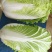 精品义和秋白菜