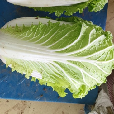 精品义和秋白菜