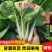 黑叶白小白菜/黑叶奶白菜/产地批发/常年供应/欢迎来电