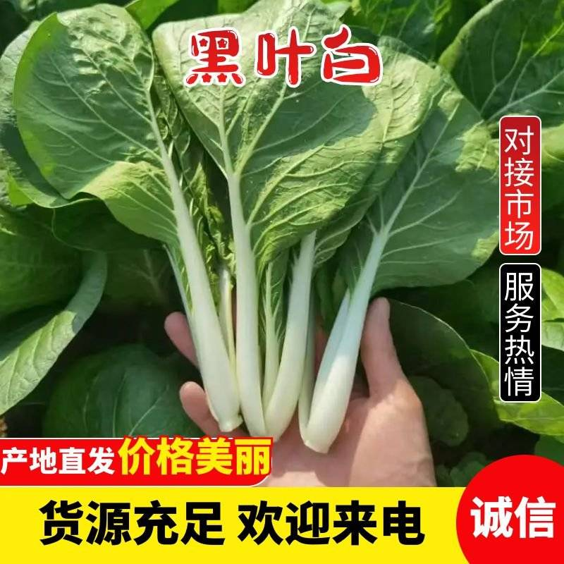 黑叶白小白菜/黑叶奶白菜/产地批发/常年供应/欢迎来电