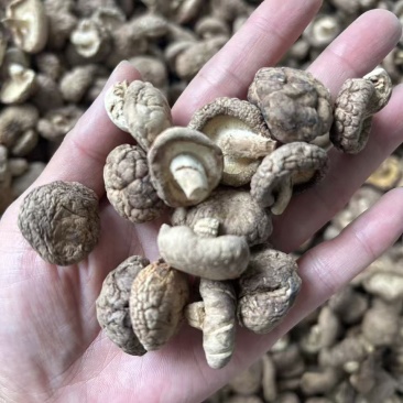 香菇干香菇小香菇