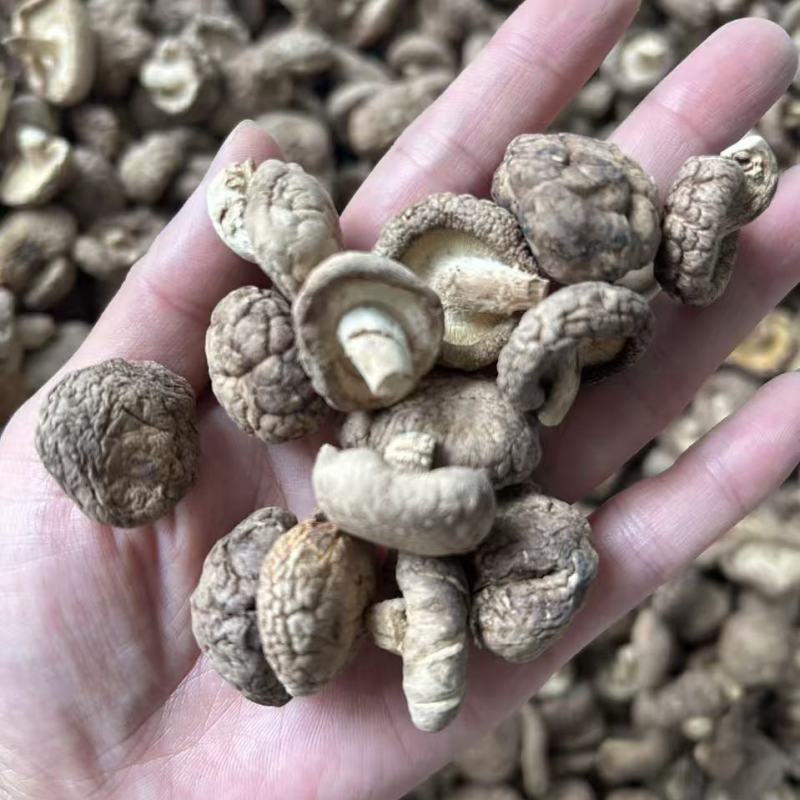香菇干香菇小香菇