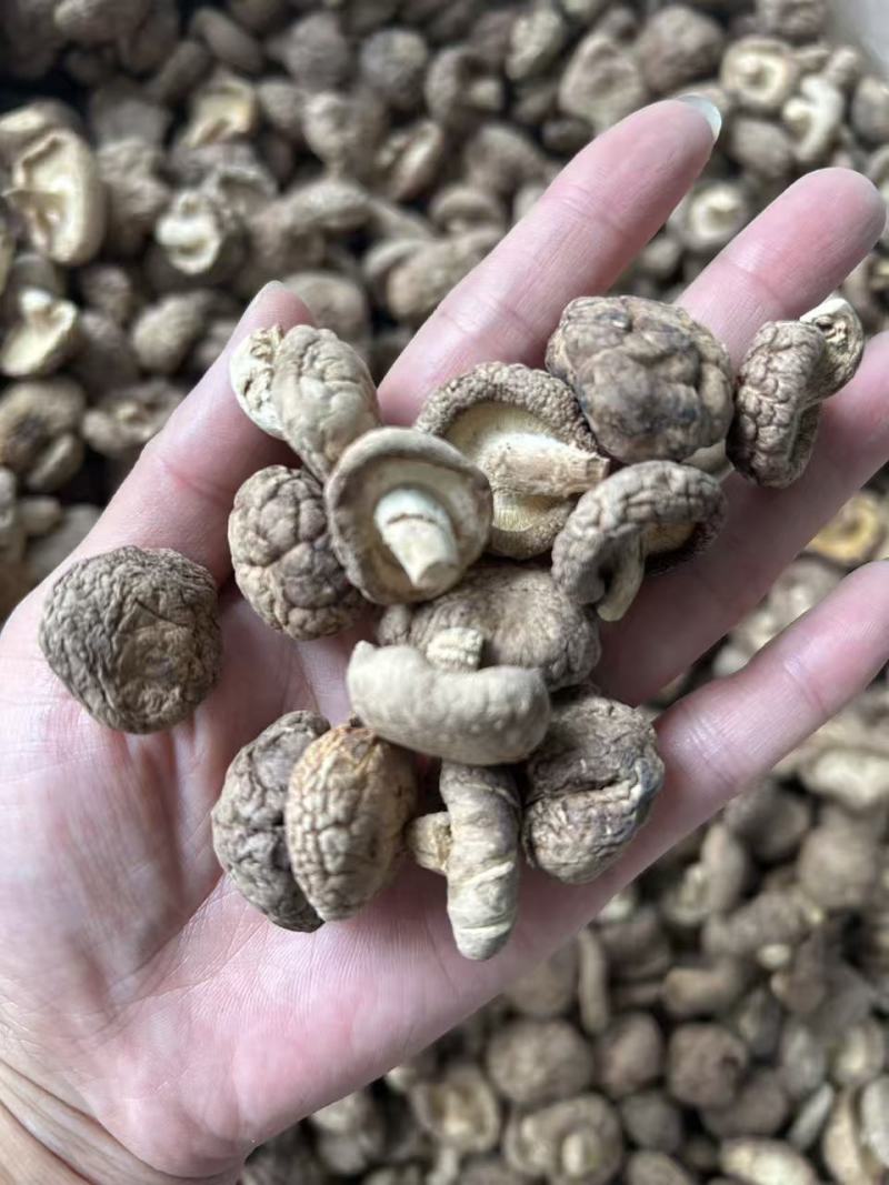 香菇干香菇小香菇