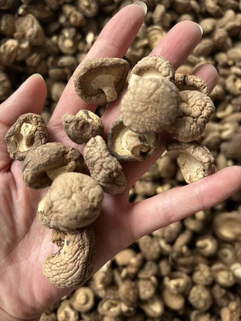 香菇干香菇小香菇