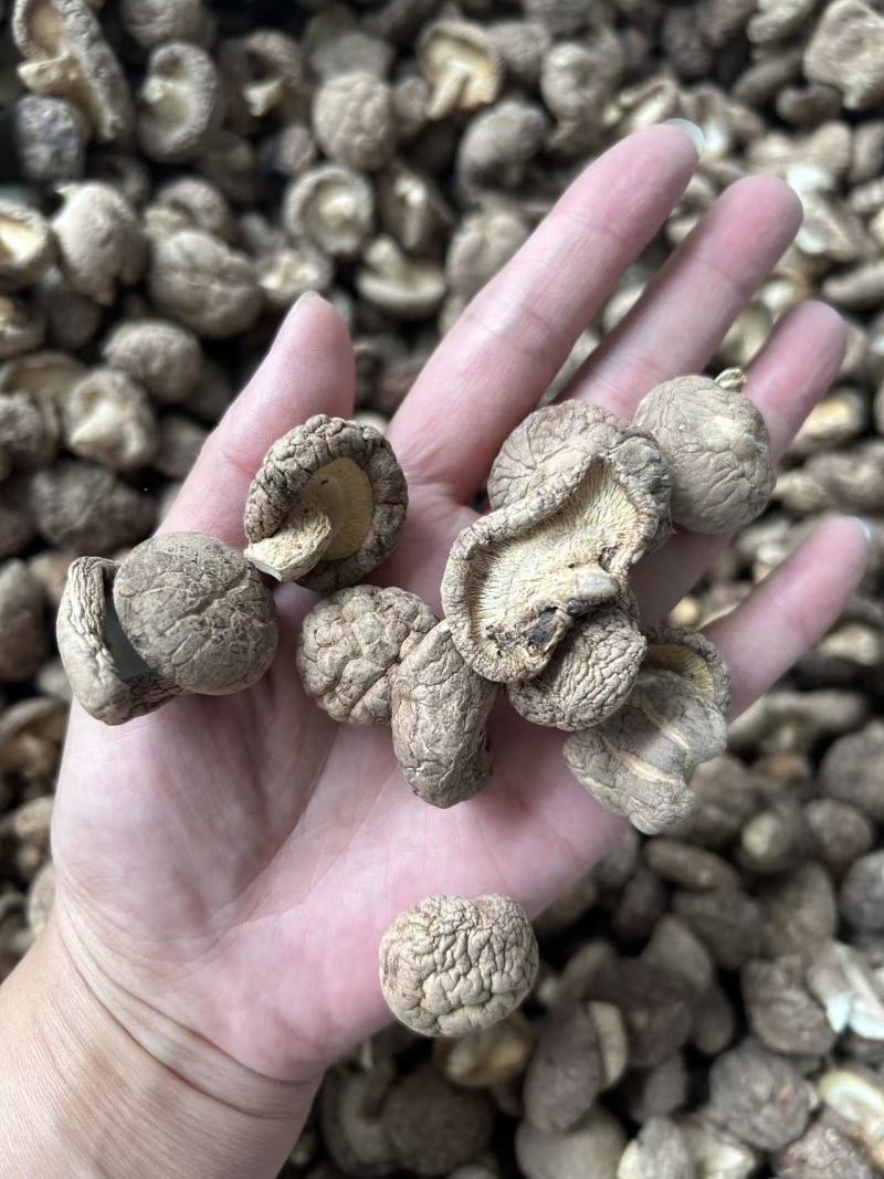 香菇干香菇小香菇
