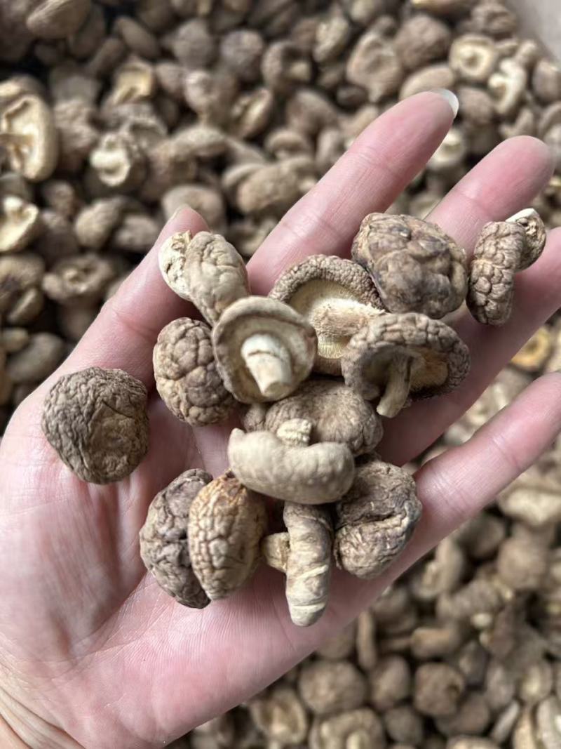 香菇干香菇小香菇