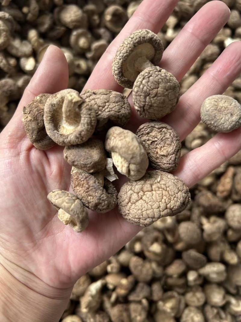 香菇干香菇小香菇
