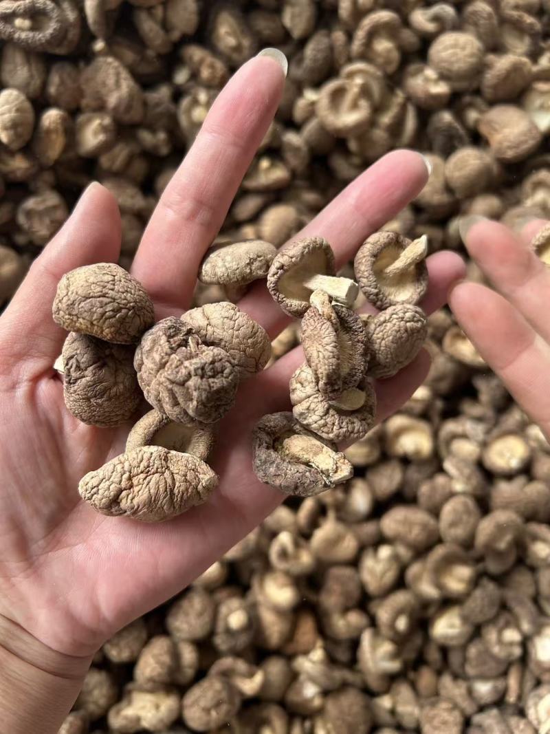 香菇干香菇小香菇