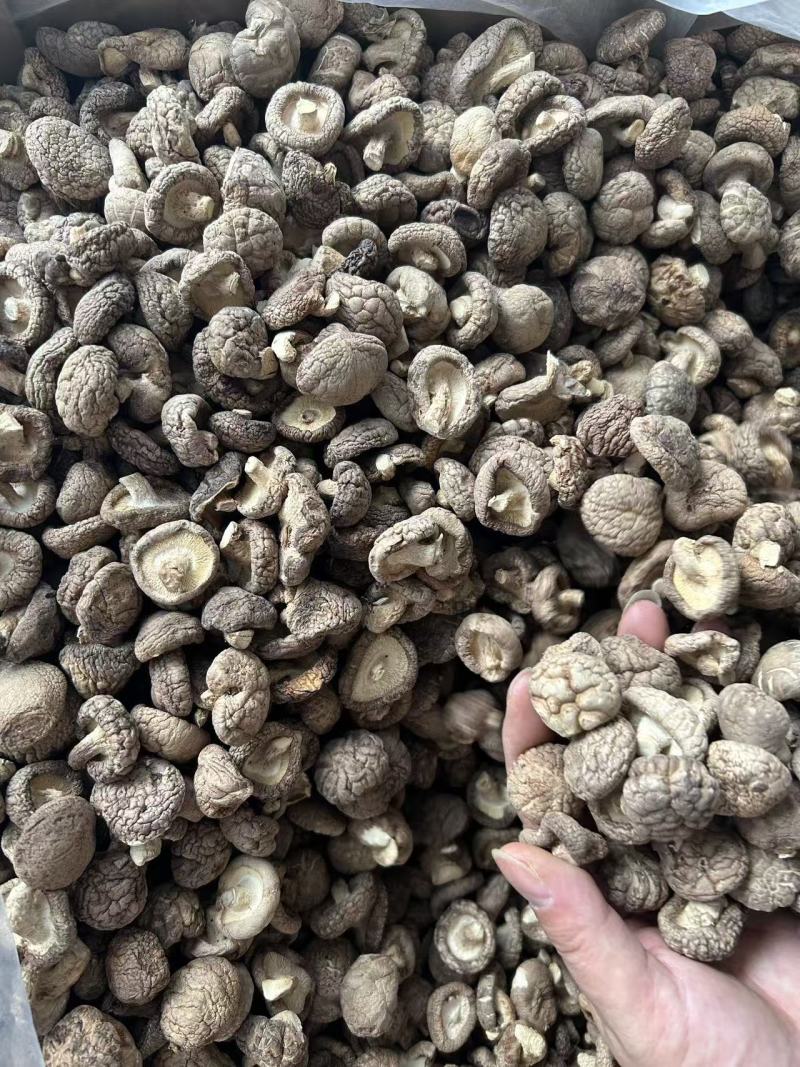香菇干香菇小香菇