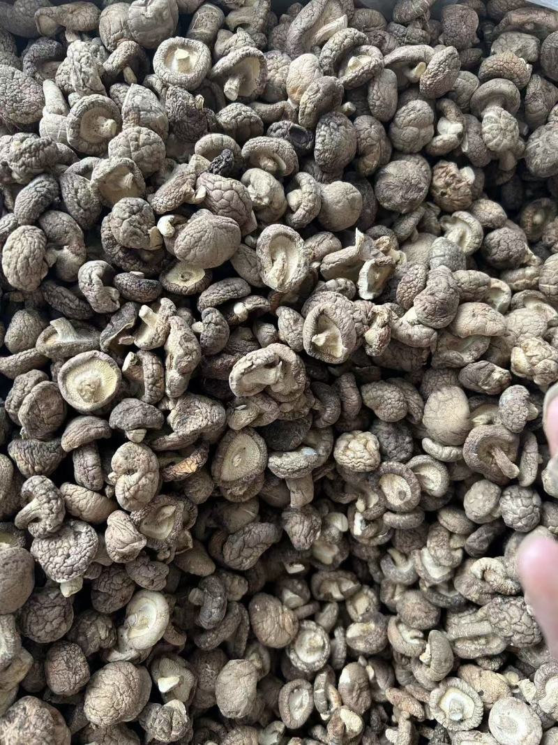 香菇干香菇小香菇