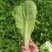 【精选】奶白菜/安徽奶白菜/万亩基地常年供应/全国发货
