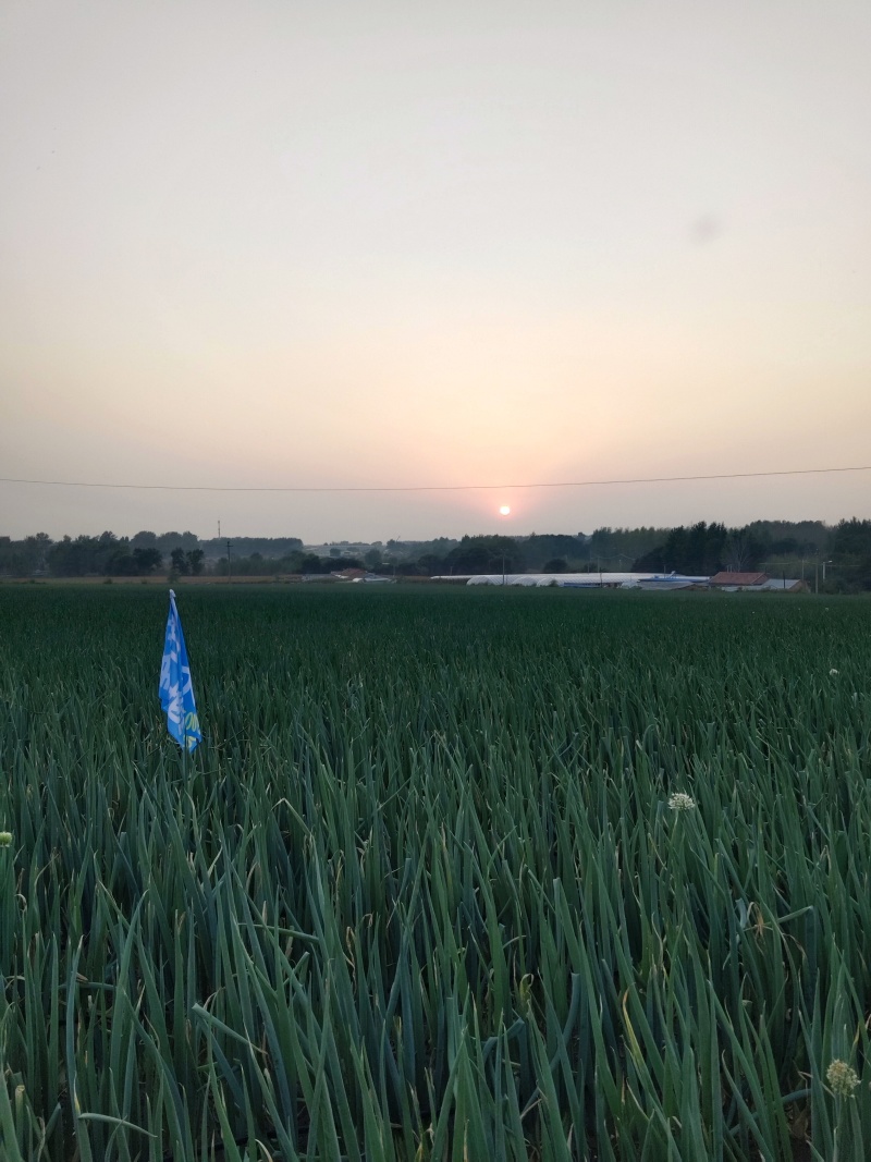 出售东北长白大葱，本地葱吉林长春，多买价格便宜