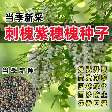 刺槐种子速生洋槐树种籽园林绿化行道树苗木灌木林木乔木白花
