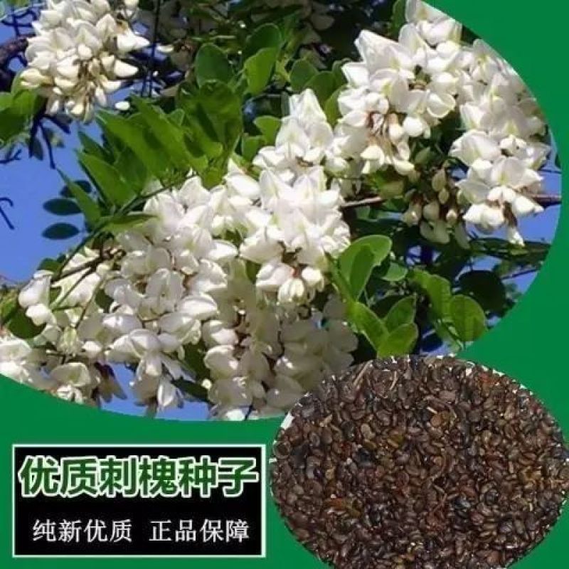 刺槐种子速生洋槐树种籽园林绿化行道树苗木灌木林木乔木白花