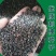 刺槐种子速生洋槐树种籽园林绿化行道树苗木灌木林木乔木白花