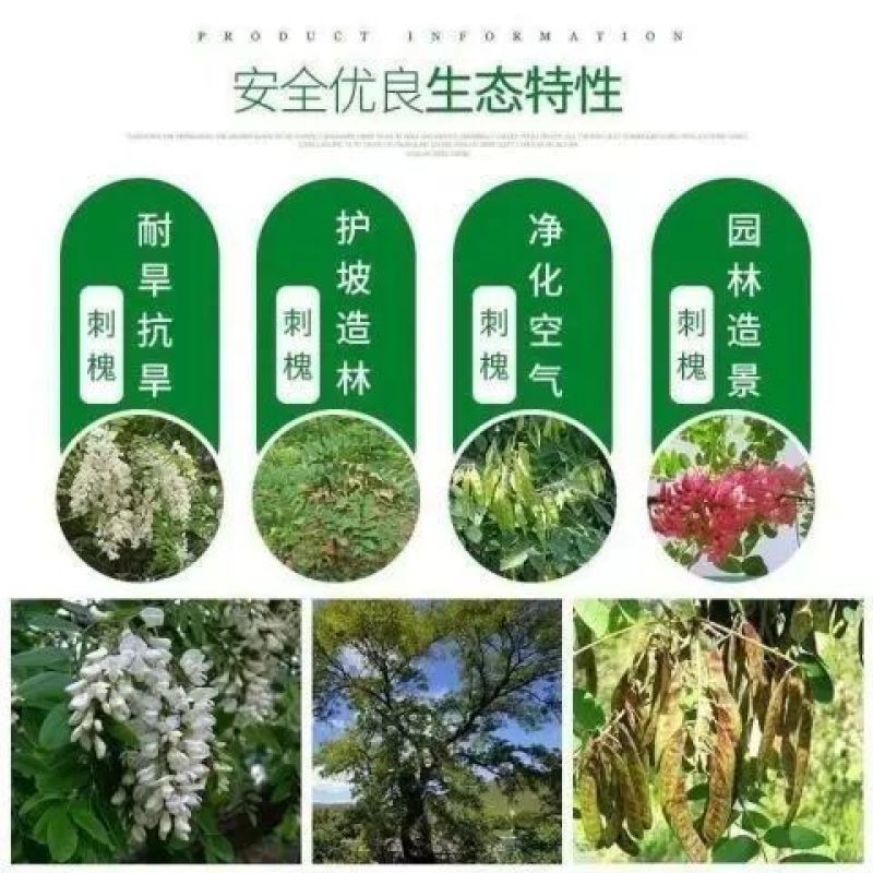 刺槐种子速生洋槐树种籽园林绿化行道树苗木灌木林木乔木白花