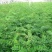 刺槐种子速生洋槐树种籽园林绿化行道树苗木灌木林木乔木白花