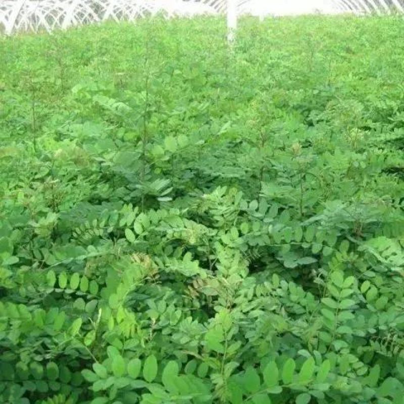 刺槐种子速生洋槐树种籽园林绿化行道树苗木灌木林木乔木白花