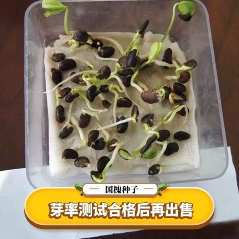 刺槐种子速生洋槐树种籽园林绿化行道树苗木灌木林木乔木白花