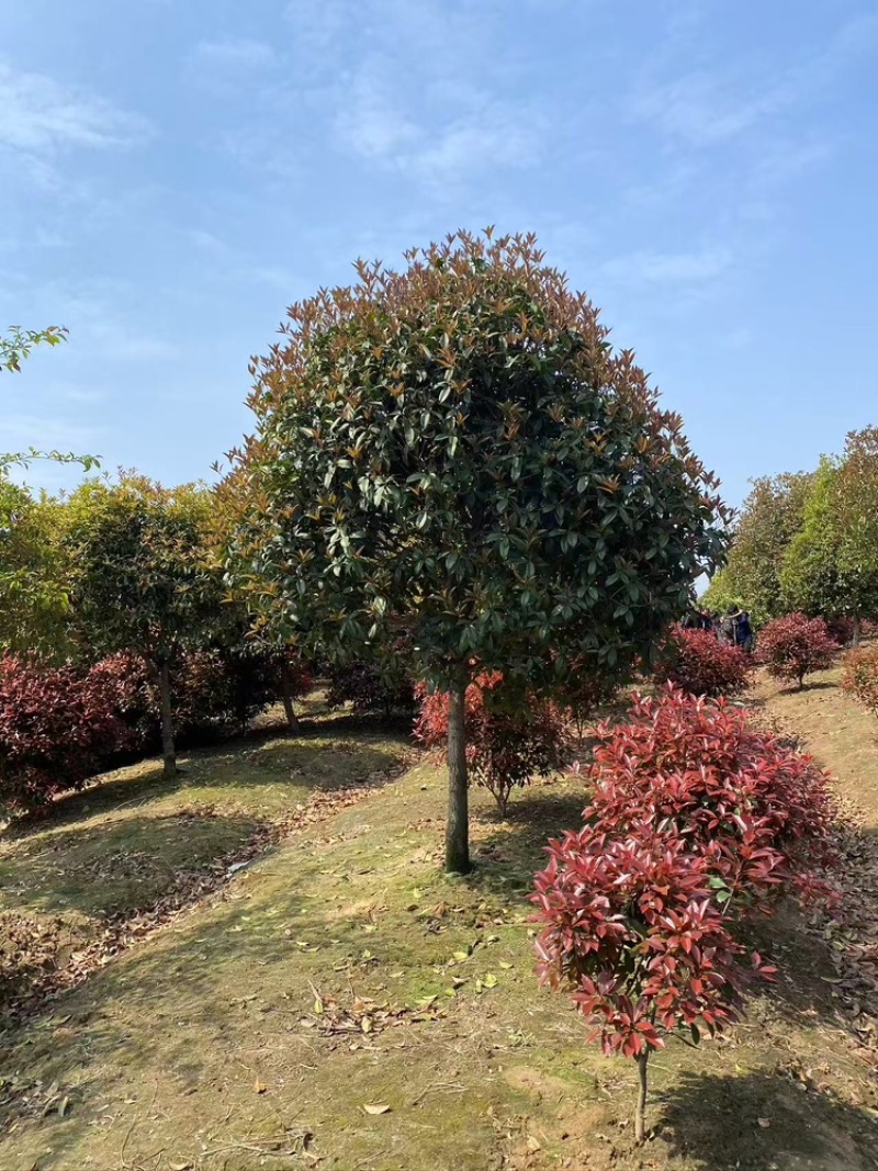 桂花
