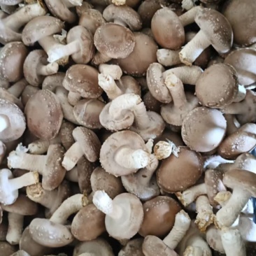 香菇鲜香菇现摘现发产地直供一手货源欢迎咨询